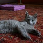 Nebelung Kater (Russisch Blau)