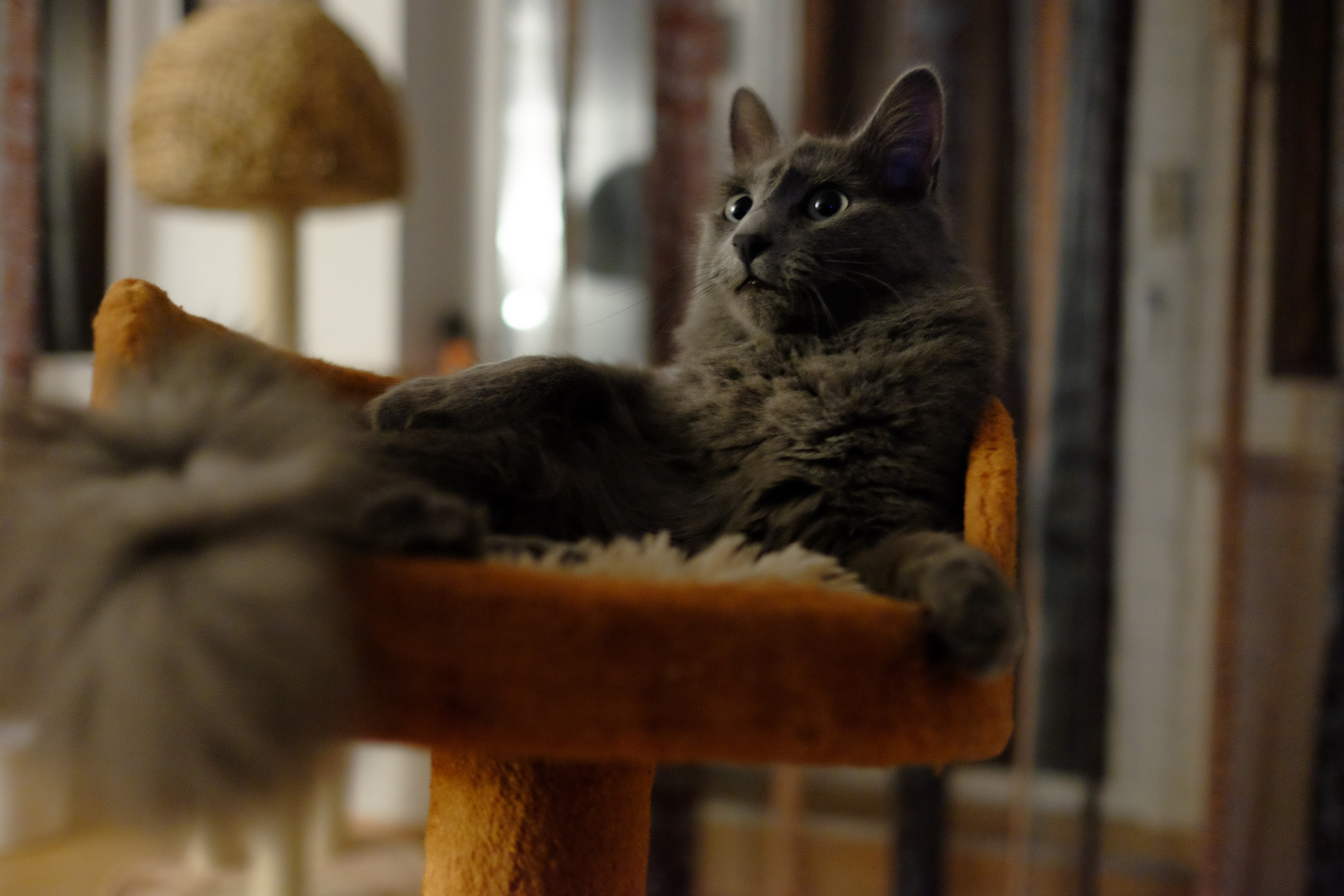 Nebelung (Russisch Blau)