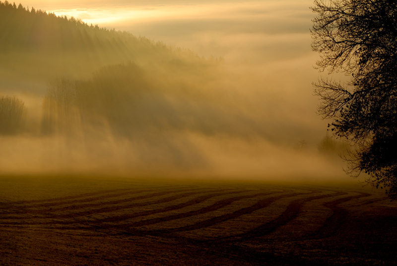 Nebeluntergang