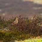 Nebelvögel .                                     DSC_7729