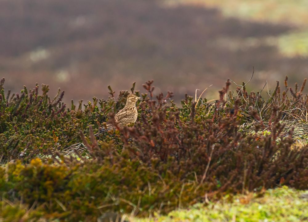 Nebelvögel .                                     DSC_7729