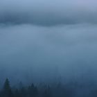 Nebelwälder