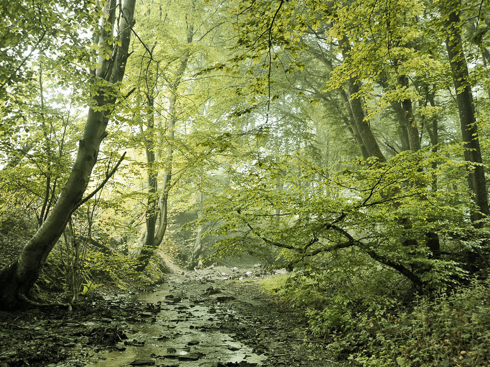 Nebel.wald