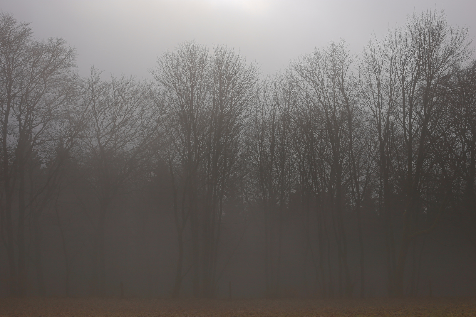 Nebelwald (2018_01_27_EOS 6D_8083_ji)