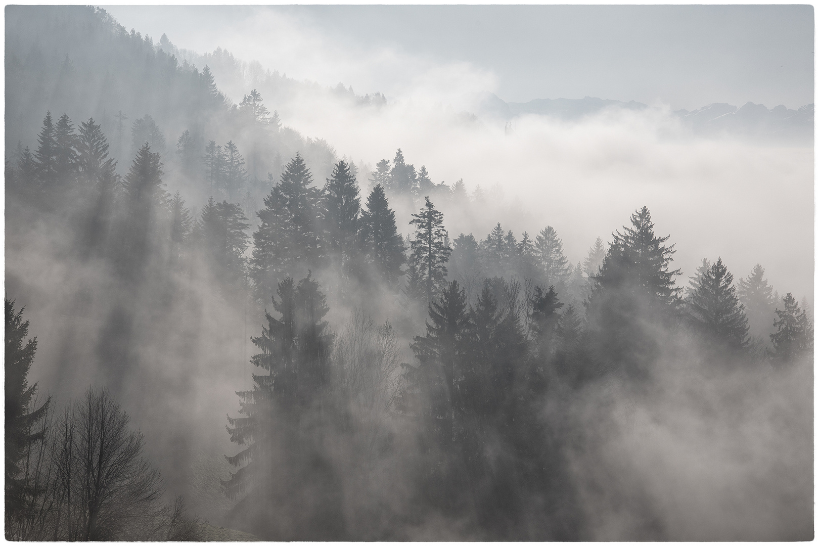 Nebelwald Foto & Bild | europe, Österreich, landschaft Bilder auf ...