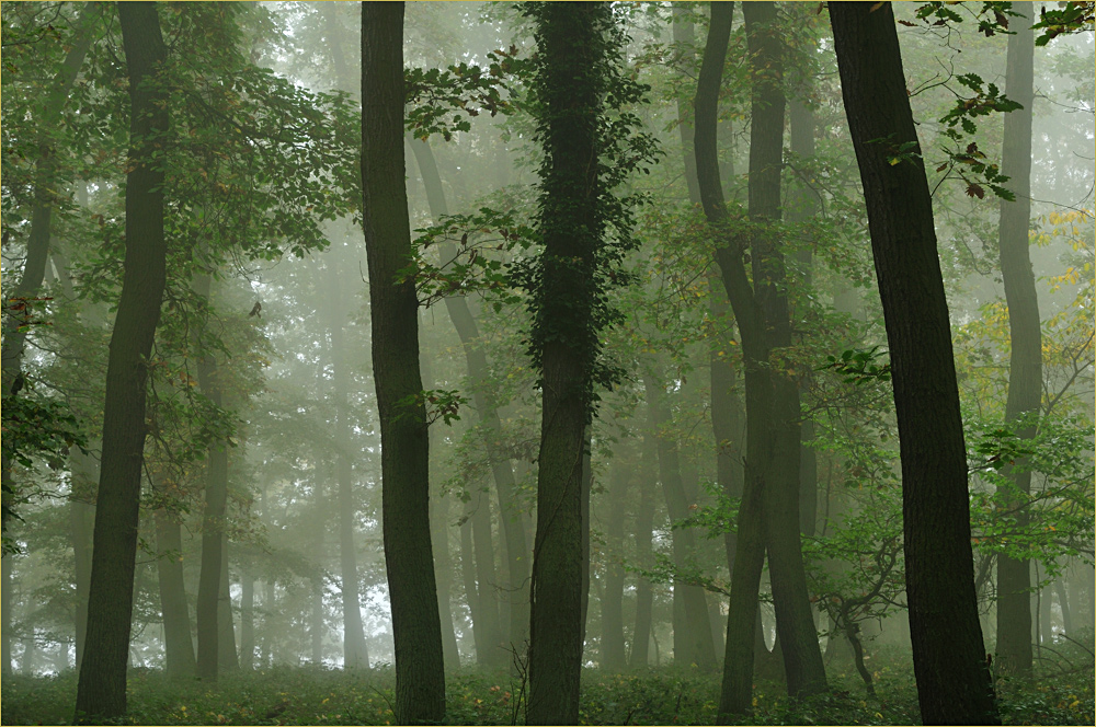 nebelwald