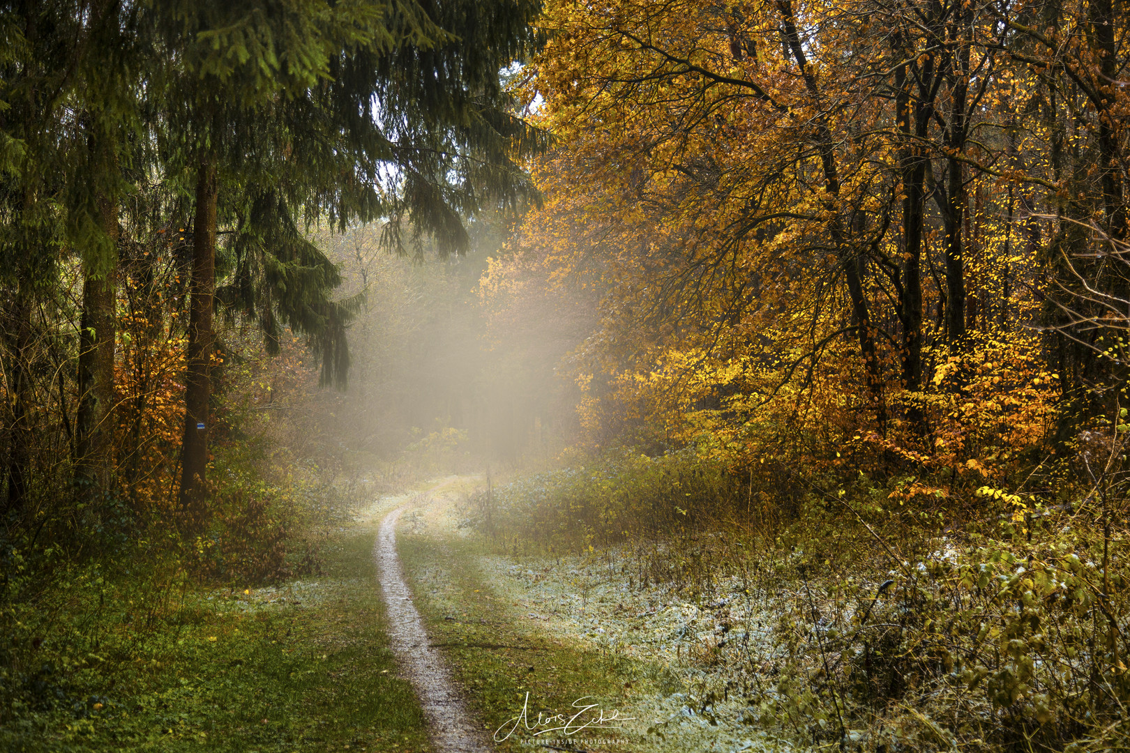 Nebel:Wald