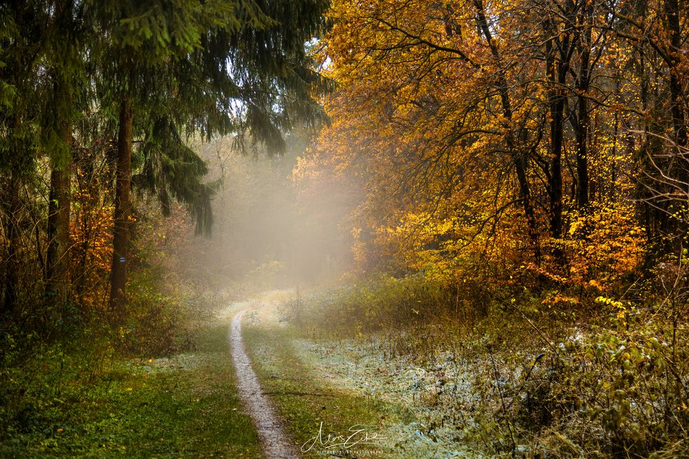 Nebel:Wald