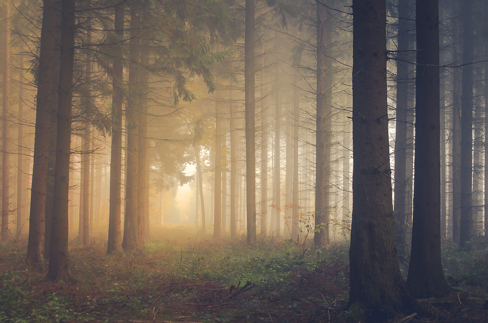 Nebelwald Foto & Bild | landschaft, wald, natur, landschaften Bilder ...