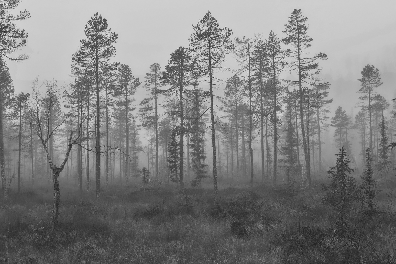 Wetter Tharandter Wald Wetter Tharandter Wald