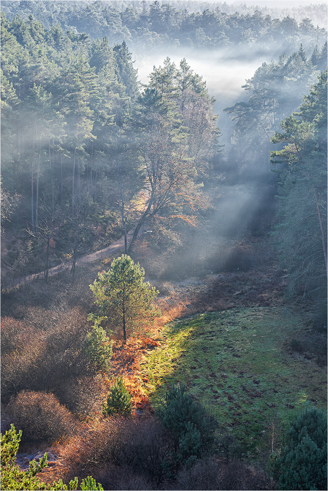 nebelwald am elwetritschenfels