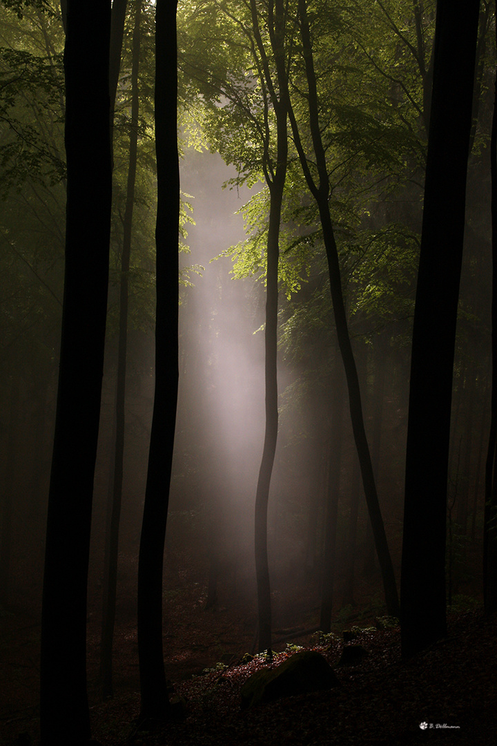 Nebelwald am großen Eyberg