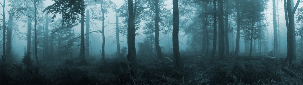 Nebelwald am Lusen (bayer. Wald)