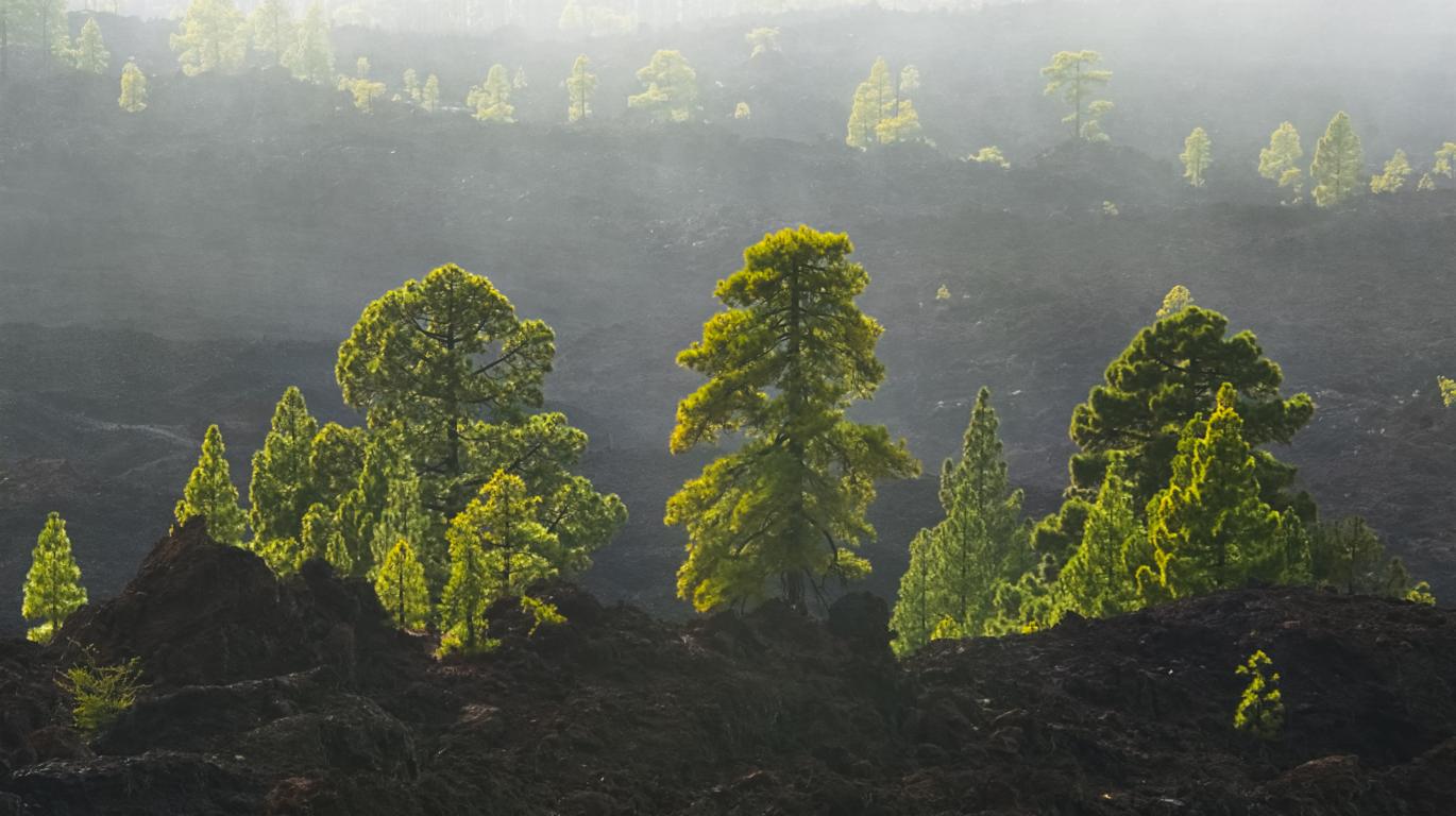 Nebelwald am Pico de Teide