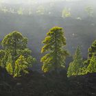 Nebelwald am Pico de Teide