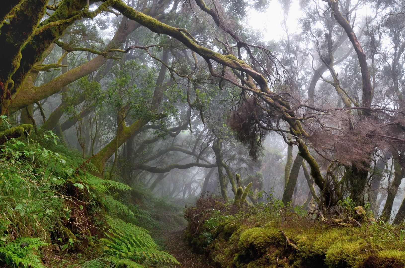 Nebelwald auf El Hierro