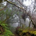 Nebelwald auf El Hierro