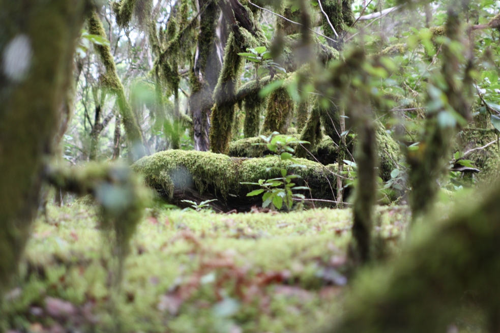 Nebelwald auf Gomera