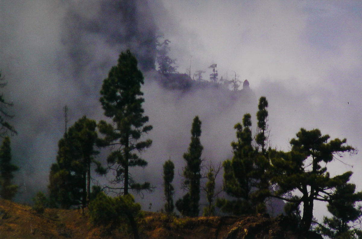 Nebelwald auf La Palma