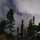 Nebelwald auf La Palma