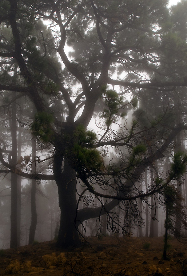 Nebelwald auf La Palma