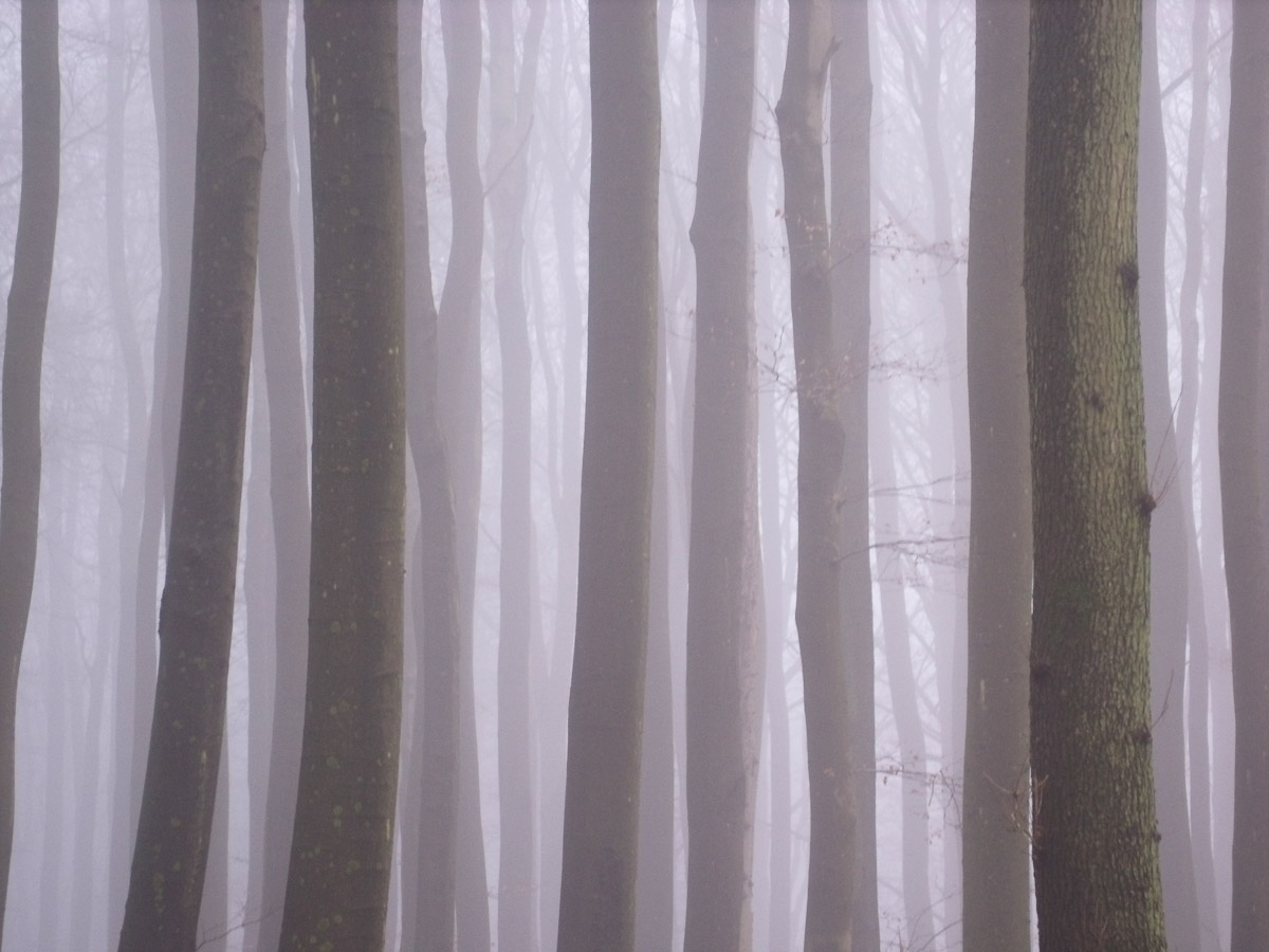 Nebelwald auf Rügen