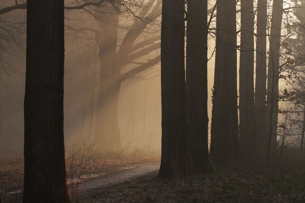 Nebelwald bei Dalheim