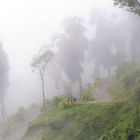 Nebelwald - bei Darjeeling, Indien