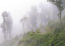 Nebelwald - bei Darjeeling, Indien von Christof Winter