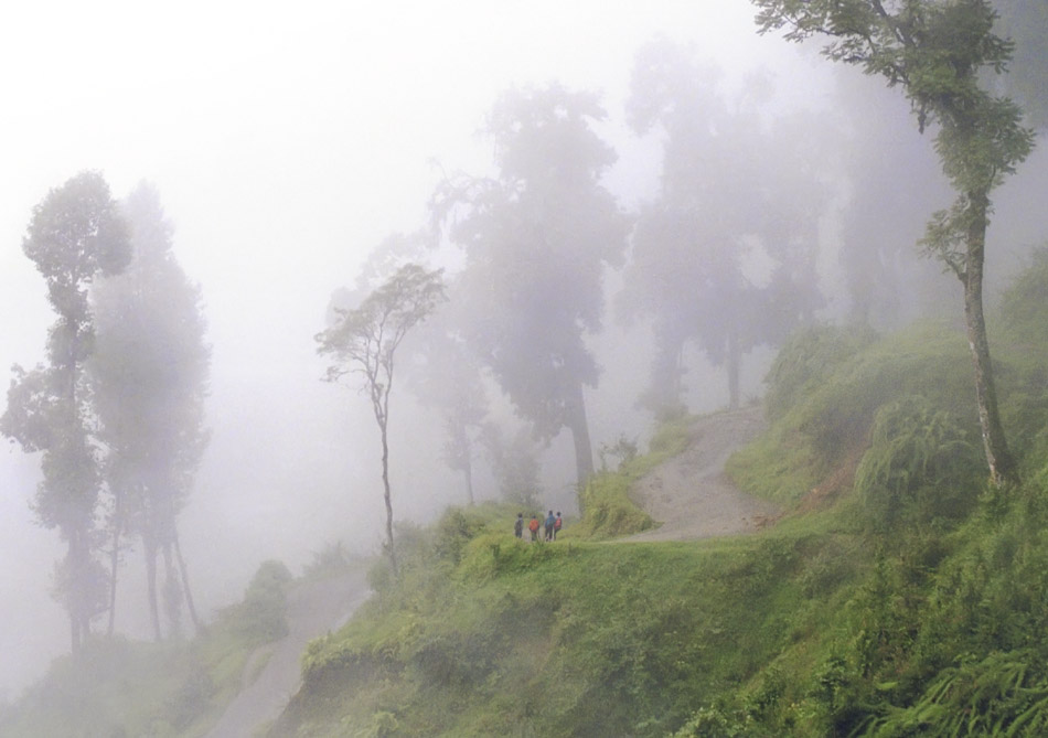 Nebelwald - bei Darjeeling, Indien by Christof Winter