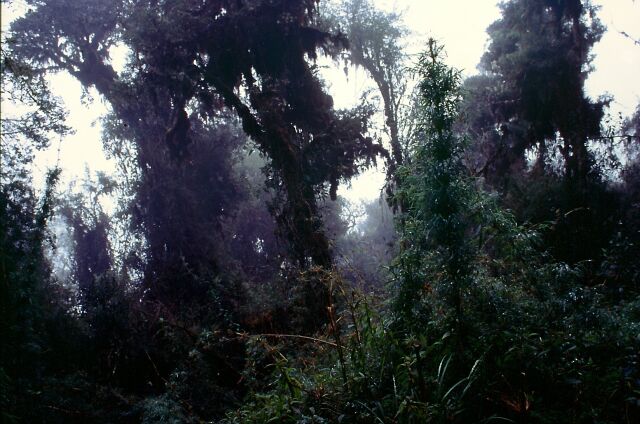 Nebelwald bei Machu Picchu, Peru