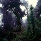 Nebelwald bei Machu Picchu, Peru