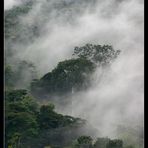 Nebelwald, Bwindi Nationalpark, Uganda