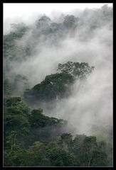 Nebelwald, Bwindi Nationalpark, Uganda