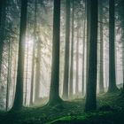 Nebel:Wald