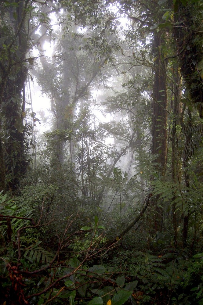 Nebelwald (Costa Rica)