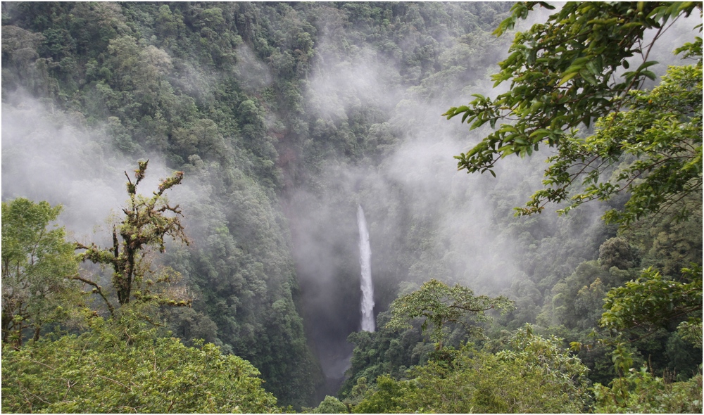 Nebelwald Costa Rica