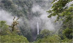 Nebelwald Costa Rica