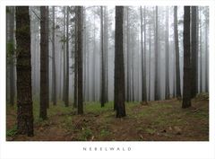 Nebelwald