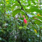 ...Nebelwald Hibiscus...