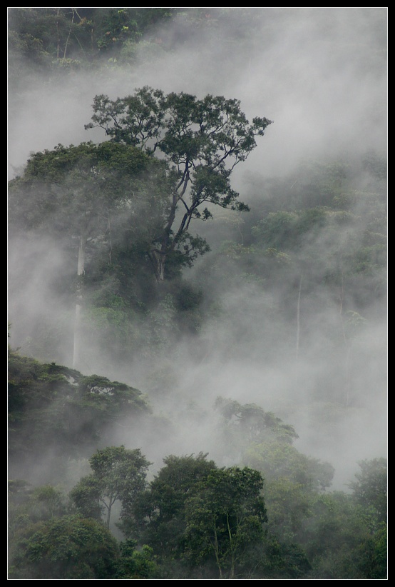 Nebelwald II, Bwindi Nationalpark, Uganda