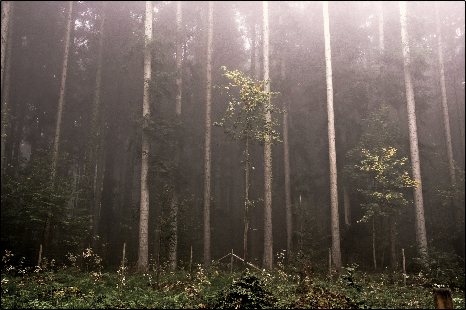 Nebelwald im Herbst