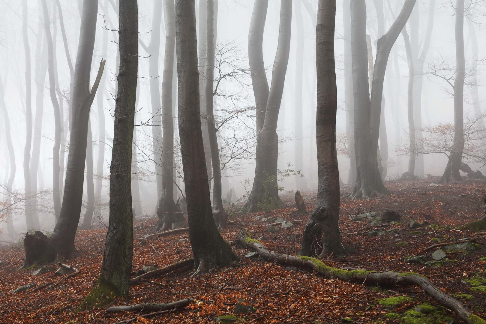 Nebelwald im Siebengebirge