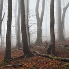 Nebelwald im Siebengebirge