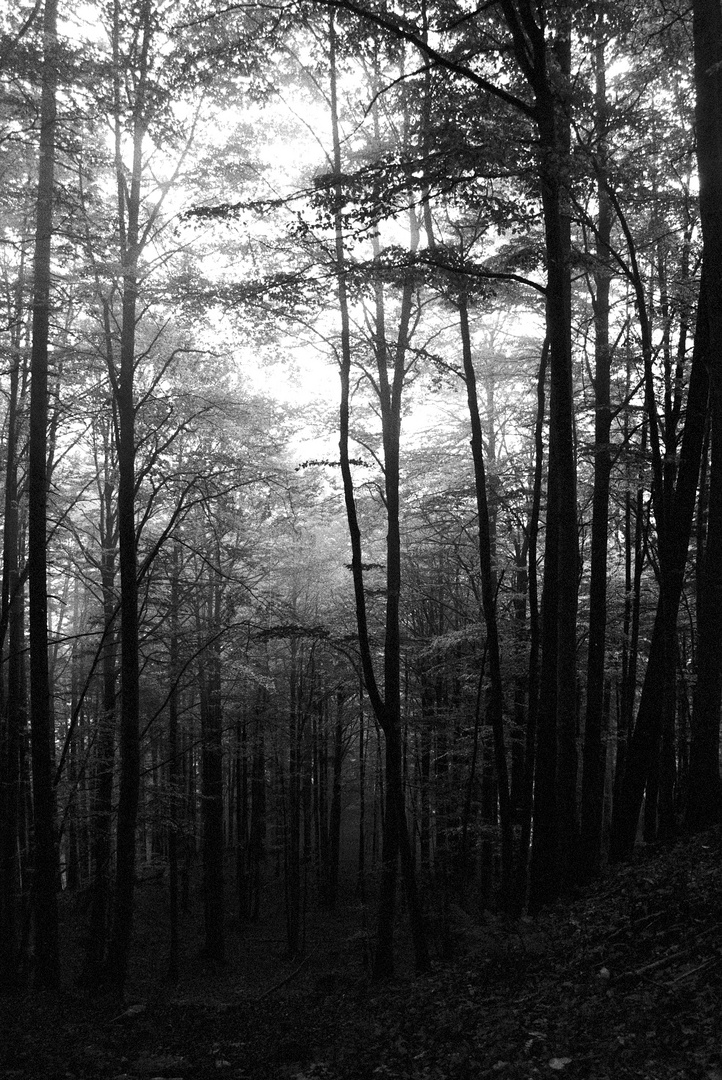 Nebelwald in den Alpen