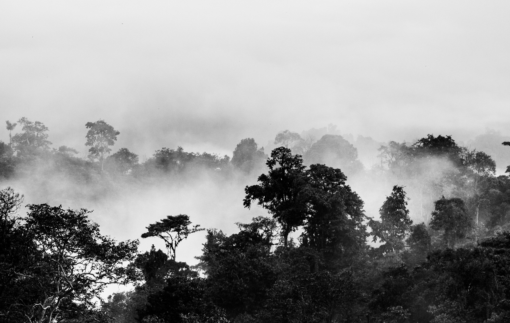 Nebelwald in der Nähe von Mindo, Ecuador