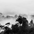 Nebelwald in der Nähe von Mindo, Ecuador