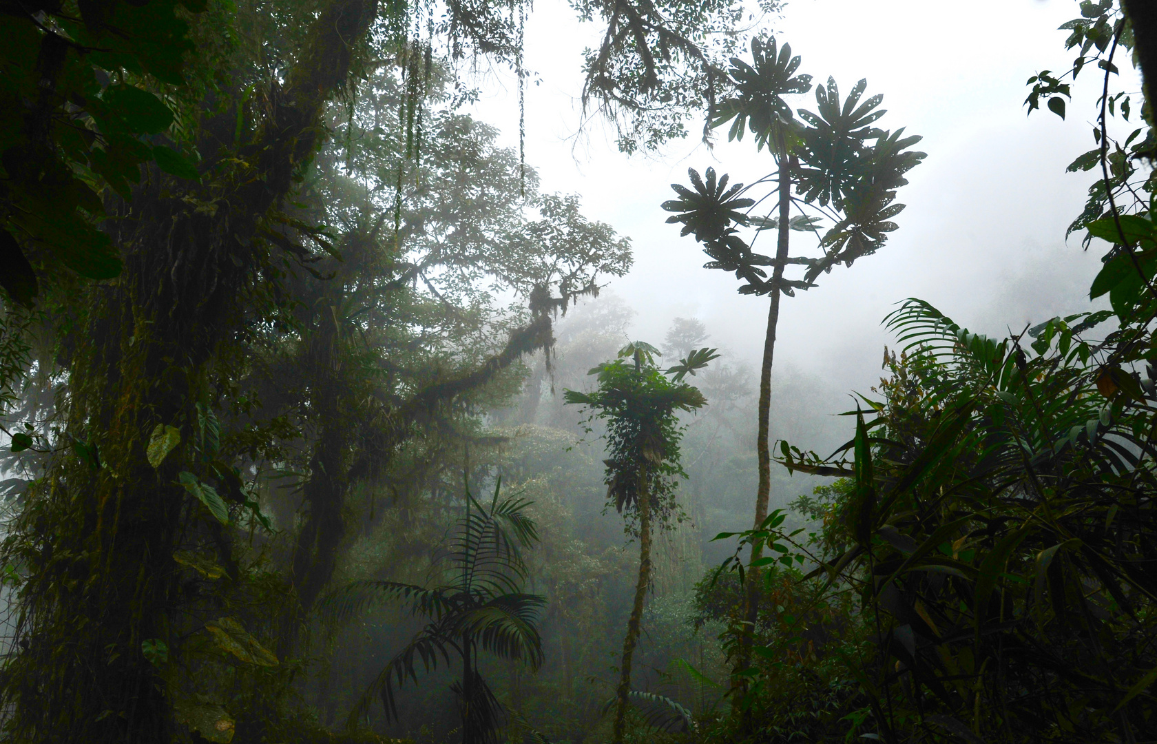 Nebelwald in Ecuador