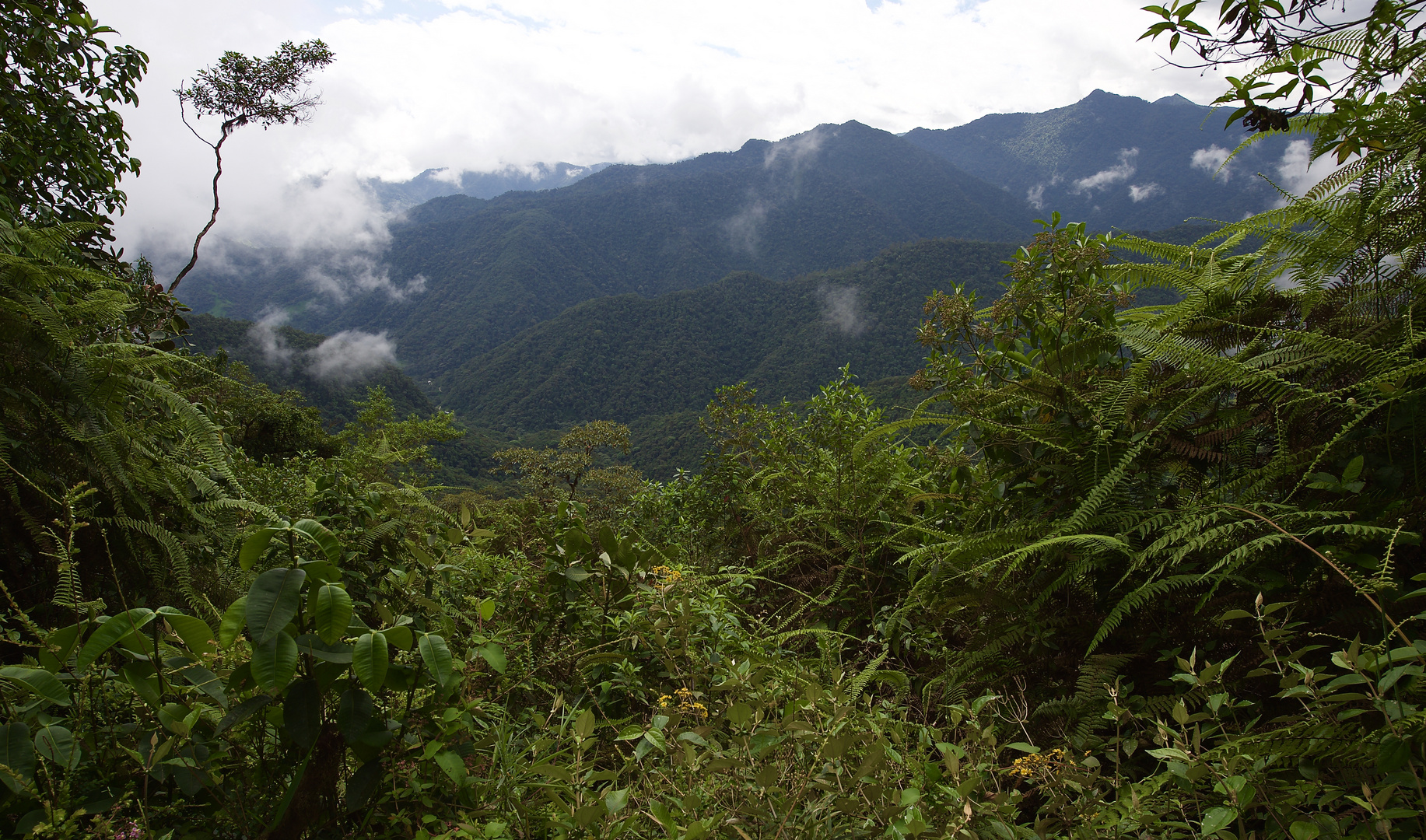 Nebelwald in Ecuador