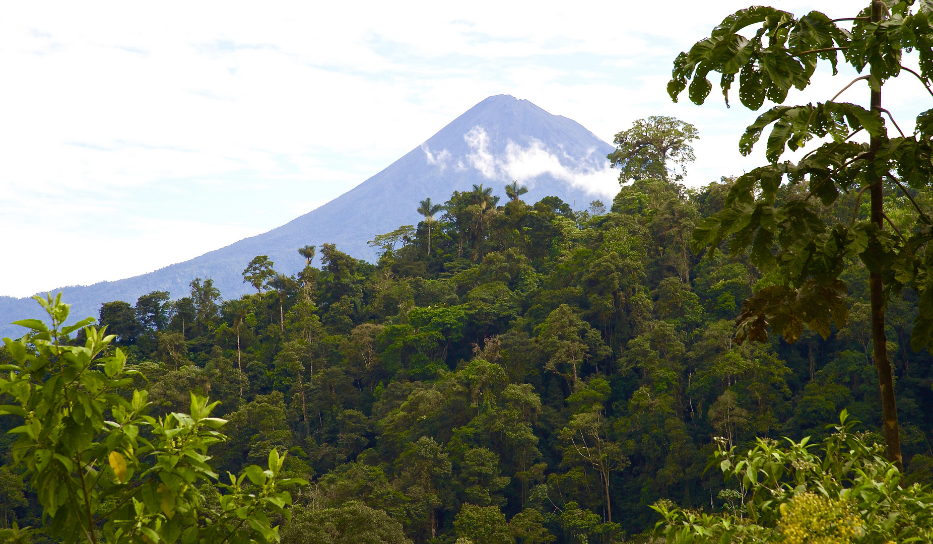 Nebelwald in Ecuador